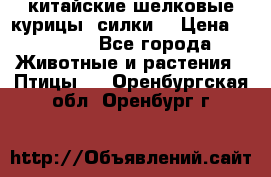 китайские шелковые курицы (силки) › Цена ­ 2 500 - Все города Животные и растения » Птицы   . Оренбургская обл.,Оренбург г.